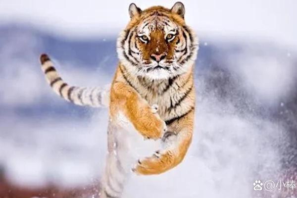 24岁虎年出生的命运探秘:性格、事业与爱情的全解析 24岁虎年出生的命运探秘:性格、事业与爱情的全解析