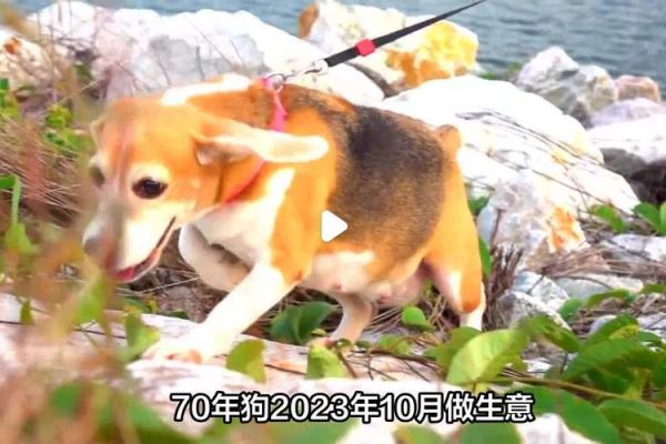 属狗的你,2023年几岁?命理解析与人生启示! 属狗的你,2023年几岁?命理解析与人生启示!