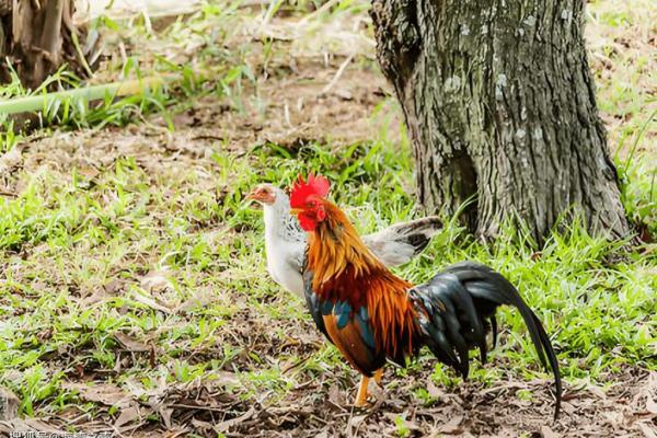1921年属鸡的人:命运与性格的深度解析 1921年属鸡的人:命运与性格的深度解析