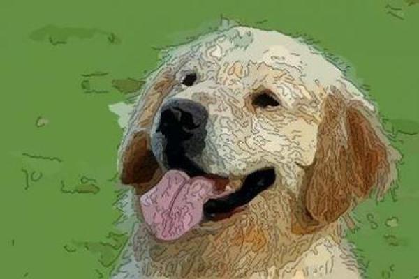 属狗水命的人佩戴什么颜色才能提升运势? 属狗水命的人佩戴什么颜色才能提升运势?