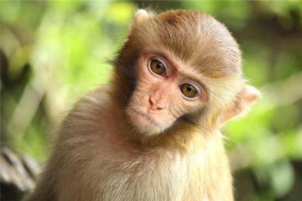 80年猴年出生者的命理分析及缺失属性探讨 80年猴年出生者的命理分析及缺失属性探讨