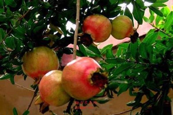 深入探讨:石榴木命女人缺什么,助你找到幸福的方向! 深入探讨:石榴木命女人缺什么,助你找到幸福的方向!