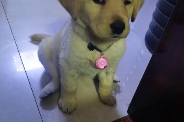 1995腊月狗命:性格特征与命运探秘 1995腊月狗命:性格特征与命运探秘