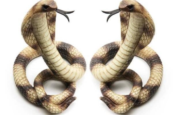 1988年出生的蛇,命运与性格的完美交融 1988年出生的蛇,命运与性格的完美交融