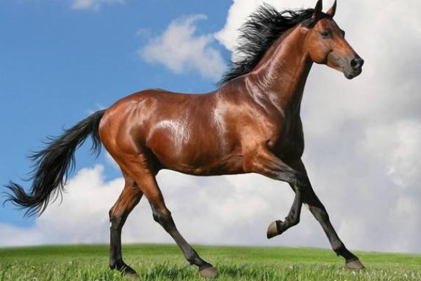 2002年出生的人:揭示属马之命的独特魅力与人生道路 2002年出生的人:揭示属马之命的独特魅力与人生道路