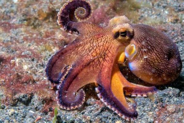 探秘长寿之王:海洋中最漫长的生物揭秘 探秘长寿之王:海洋中最漫长的生物揭秘