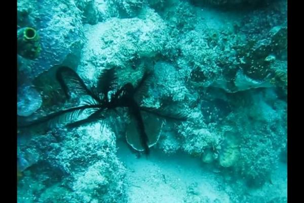 探秘长寿之王:海洋中最漫长的生物揭秘 探秘长寿之王:海洋中最漫长的生物揭秘