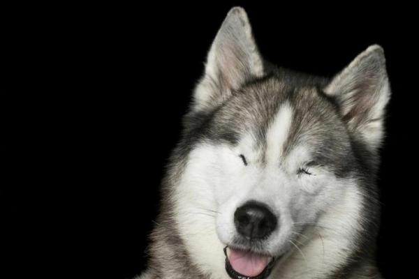 命理揭秘:为什么有些人特别钟爱狗狗的原因与命运的关系 命理揭秘:为什么有些人特别钟爱狗狗的原因与命运的关系