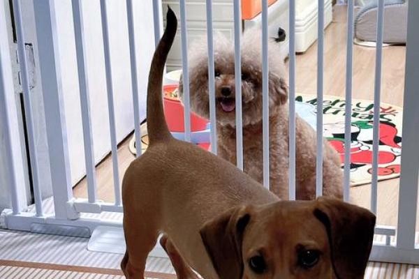 命理揭秘:为什么有些人特别钟爱狗狗的原因与命运的关系 命理揭秘:为什么有些人特别钟爱狗狗的原因与命运的关系