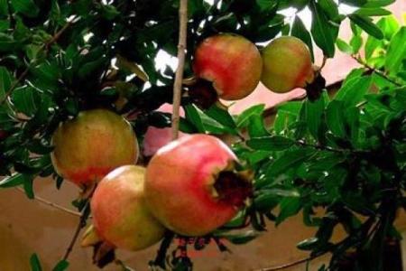 深入探讨：石榴木命女人缺什么，助你找到幸福的方向！