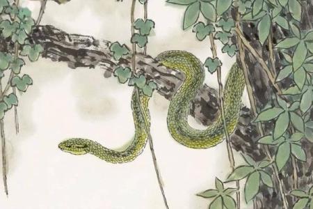 1953年，蛇之年：回顾一个神秘的生肖命运与生活启示