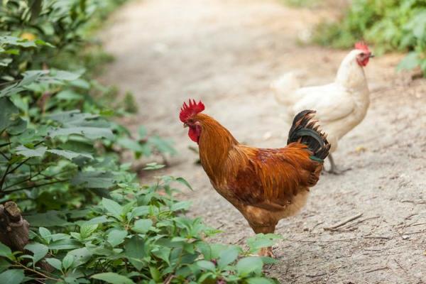 1657年属鸡的命理解析与人生启示 1657年属鸡的命理解析与人生启示