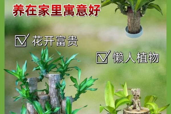 适合木命之人的盆景选择与养护技巧 适合木命之人的盆景选择与养护技巧