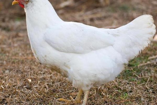 1969年出生的鸡命,灵动与智慧的结合之道 1969年出生的鸡命,灵动与智慧的结合之道