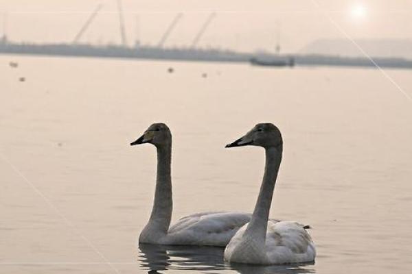 少爷的宠物:优雅与灵动的天鹅 少爷的宠物:优雅与灵动的天鹅