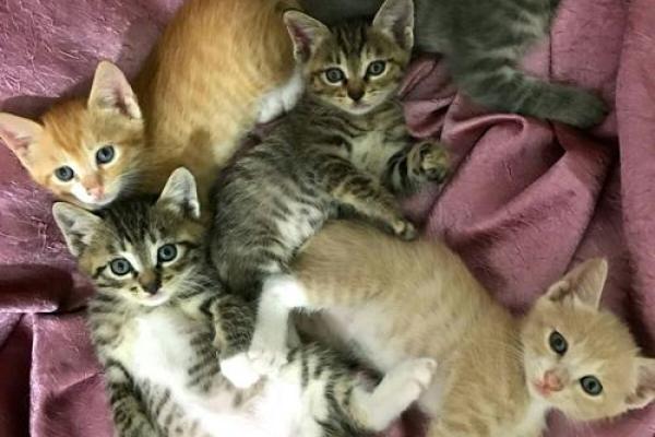 如何看待18岁小狗的生命与爱? 如何看待18岁小狗的生命与爱?