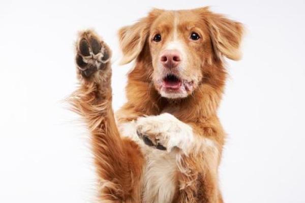 属狗的命理解析:土命与火命之间的微妙平衡 属狗的命理解析:土命与火命之间的微妙平衡