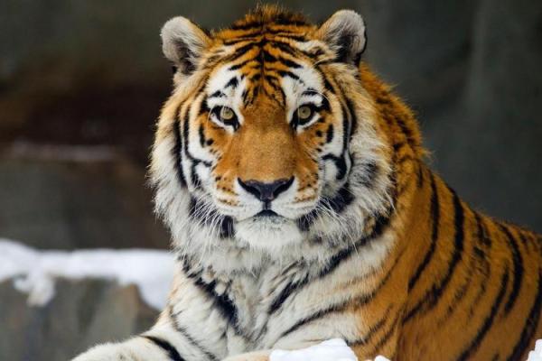 1974年出生的虎:命运与人生旅程的探索 1974年出生的虎:命运与人生旅程的探索