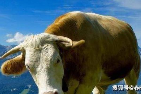 1961年的牛命:牛年出生者的性格与命运解析 1961年的牛命:牛年出生者的性格与命运解析