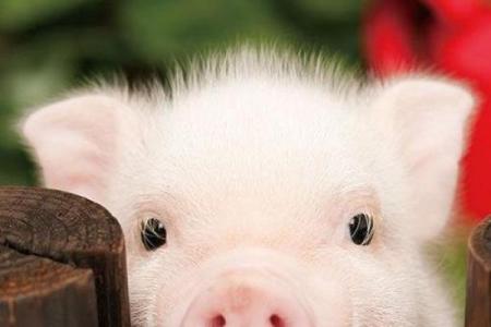 82岁属猪的命理解析：幸福与挑战相伴而生