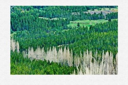 山下火猴命与颜色的和谐之道：如何选择你的幸运色彩