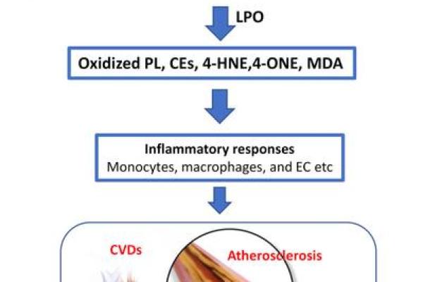 木命人的健康秘密:潜在疾病与预防措施详解 木命人的健康秘密:潜在疾病与预防措施详解