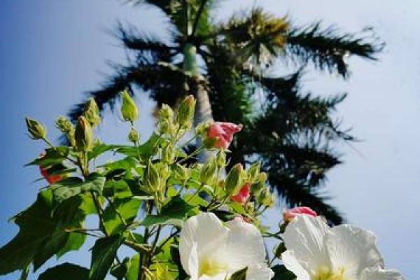 芙蓉命:探寻生命之美与独特魅力的意义 芙蓉命:探寻生命之美与独特魅力的意义