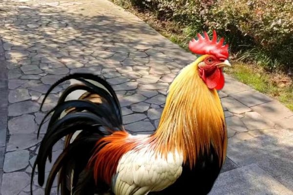 1969年鸡年命的人生旅程与性格解析 1969年鸡年命的人生旅程与性格解析