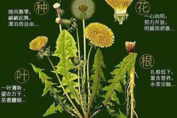 蒲公英的命:生命的坚韧与自由的象征 蒲公英的命:生命的坚韧与自由的象征