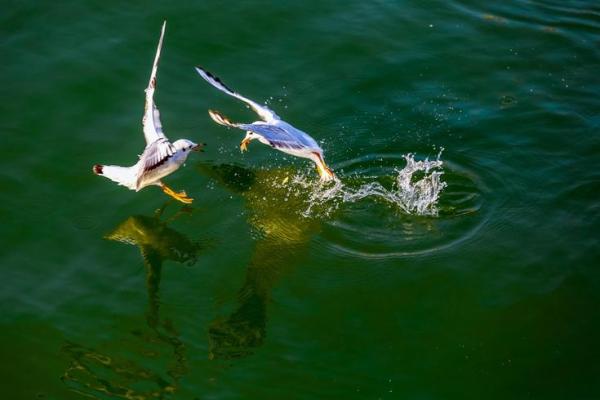 随波逐流命格:流动中的智慧与人生的艺术 随波逐流命格:流动中的智慧与人生的艺术
