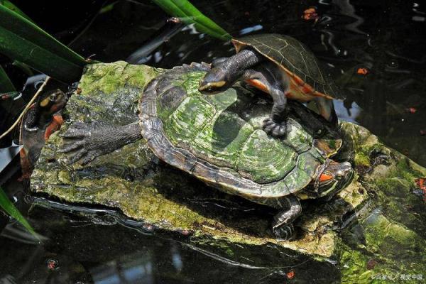 探秘算命乌龟的奥秘:听听它们说什么! 探秘算命乌龟的奥秘:听听它们说什么!