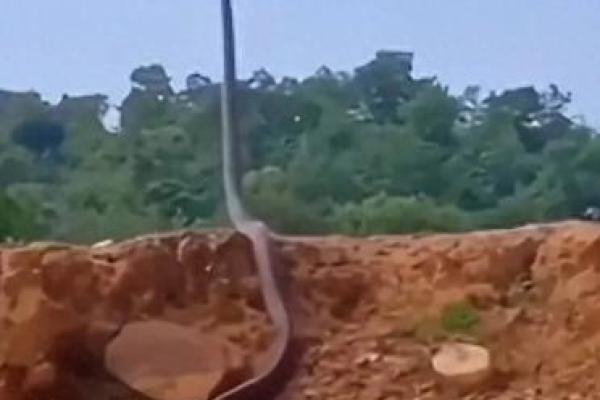 探秘辛巳蛇命:揭示命理的奥秘与人生智慧 探秘辛巳蛇命:揭示命理的奥秘与人生智慧