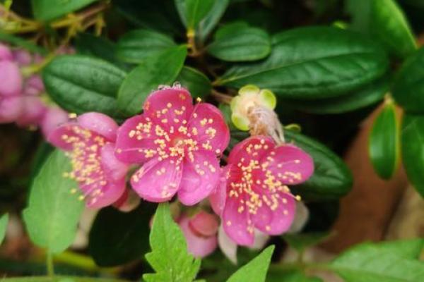 轻柳之命:倾听生命中的柔美与坚韧 轻柳之命:倾听生命中的柔美与坚韧