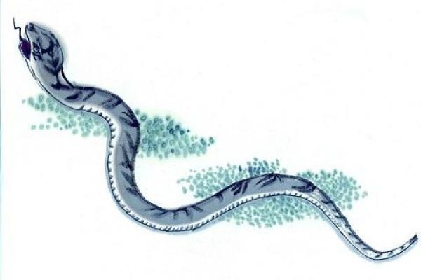 未时蛇女孩的命运与性格分析:神秘又迷人的生命轨迹 未时蛇女孩的命运与性格分析:神秘又迷人的生命轨迹