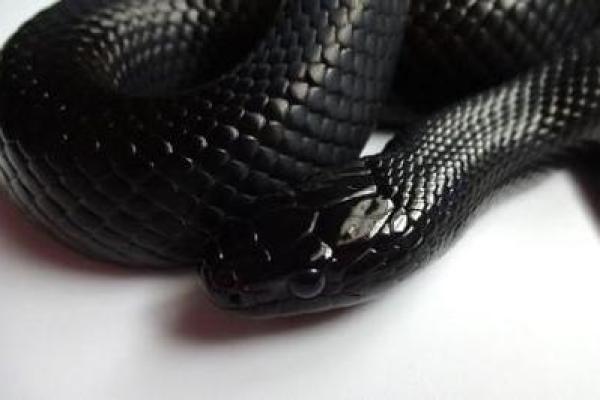 未时蛇女孩的命运与性格分析:神秘又迷人的生命轨迹 未时蛇女孩的命运与性格分析:神秘又迷人的生命轨迹