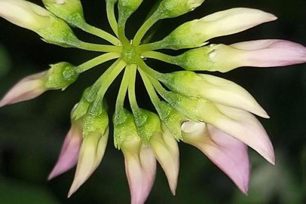 丁香命:寻找生命中的花香与希望的旅程 丁香命:寻找生命中的花香与希望的旅程