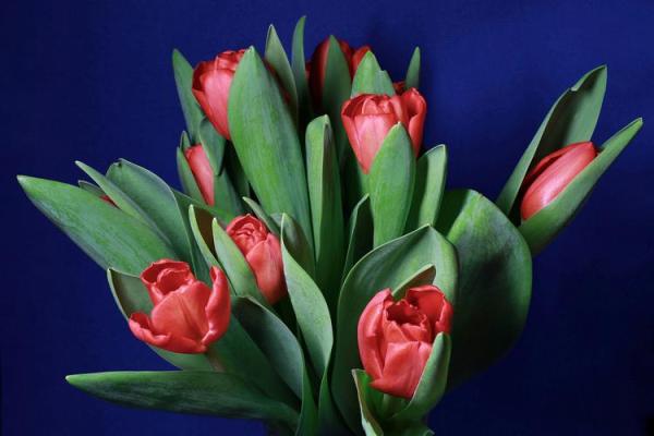 赋予高贵与长久的花卉:解析命运的般若之美 赋予高贵与长久的花卉:解析命运的般若之美