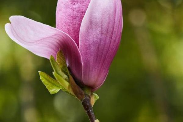 赋予高贵与长久的花卉:解析命运的般若之美 赋予高贵与长久的花卉:解析命运的般若之美