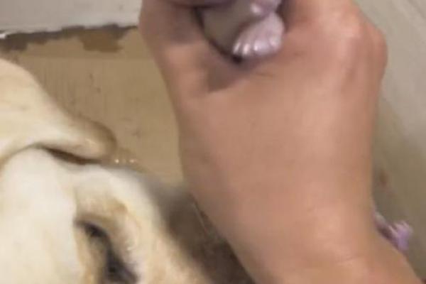 1982年出生的狗:命运与性格的奇妙结合 1982年出生的狗:命运与性格的奇妙结合