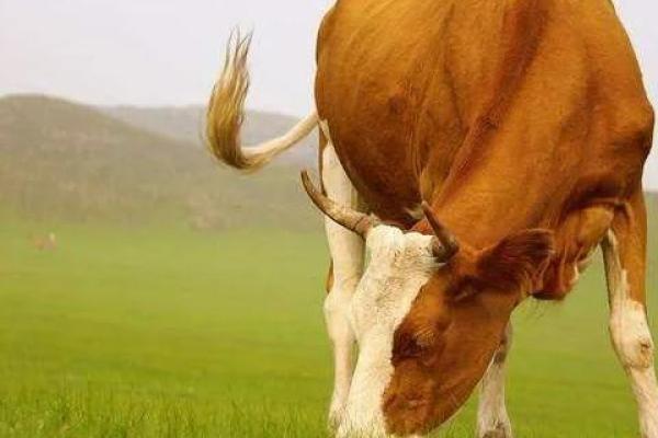 2021年生肖牛的命运解析:如何乘风破浪,迎接新机遇 2021年生肖牛的命运解析:如何乘风破浪,迎接新机遇