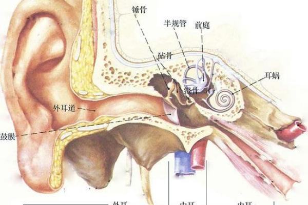 双耳朵尖的人命运解析：独特性格与人生道路的秘密