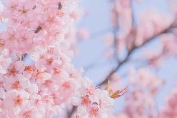 什么星座的桃花运最好?揭秘爱情的秘密! 什么星座的桃花运最好?揭秘爱情的秘密!