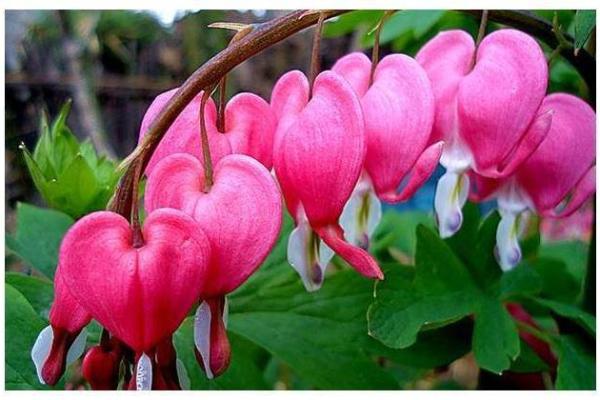 2018年属狗的人多大岁数及其命运解析:探索人生与运势的奥秘 2018年属狗的人多大岁数及其命运解析:探索人生与运势的奥秘