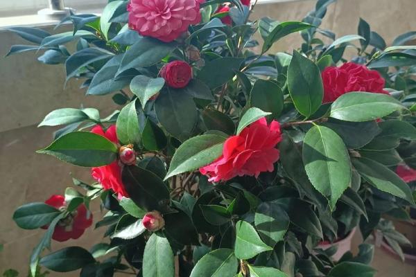 不会养花的人是什么命?揭开生活中种花的秘密 不会养花的人是什么命?揭开生活中种花的秘密