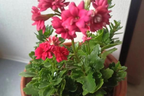 不会养花的人是什么命?揭开生活中种花的秘密 不会养花的人是什么命?揭开生活中种花的秘密