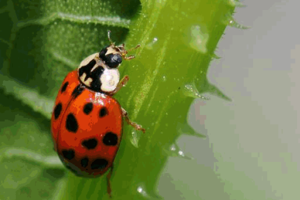 探索动物天生的奴才命:谁是这场自然游戏中的奴才? 探索动物天生的奴才命:谁是这场自然游戏中的奴才?