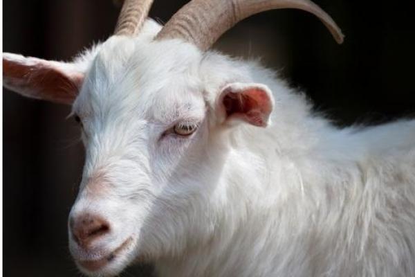 2000年出生的羊,命运与性格的奇妙解析 2000年出生的羊,命运与性格的奇妙解析