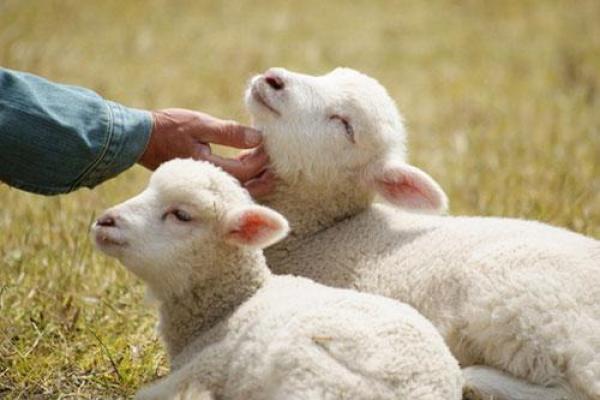 2000年出生的羊,命运与性格的奇妙解析 2000年出生的羊,命运与性格的奇妙解析