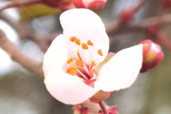 命理中的桃花象征:情感之路的导航者 命理中的桃花象征:情感之路的导航者