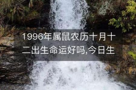 1996年出生的女性命运解析：与生肖鼠共舞的一生
